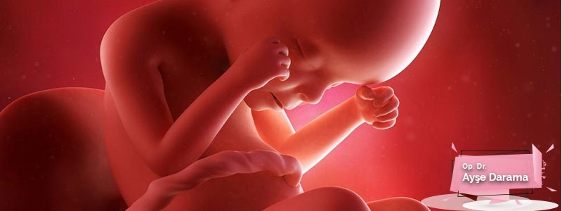 gebeligin-12-haftasinda-fetuste-olan-degisimler